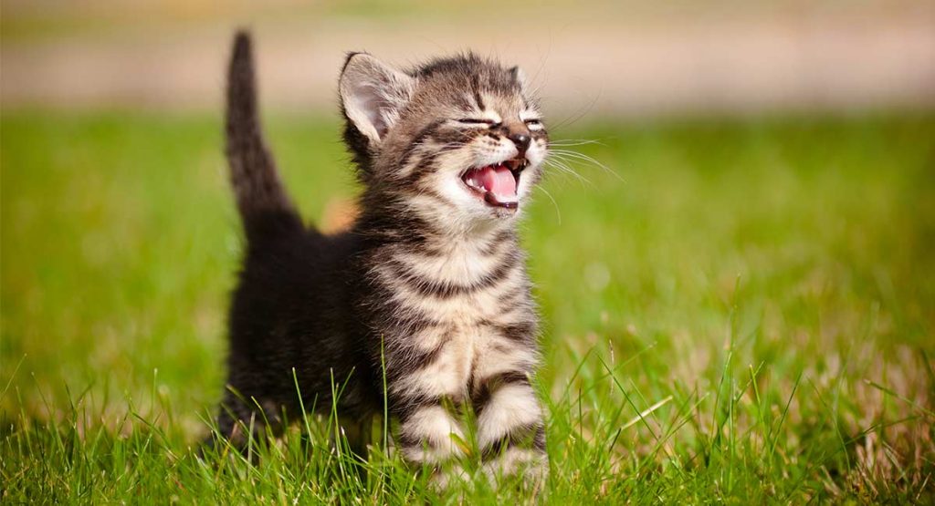 Cat Hiccups – Why Is My Cat Hiccuping?