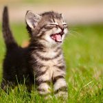 cat hiccups