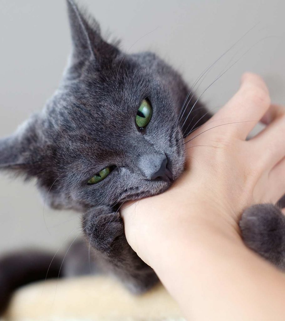 Cat Love Bites Why Do They Do That? The Happy Cat Site