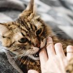 tabby cat biting fingers