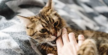 Cat Love Bites – Why Do They Do That?
