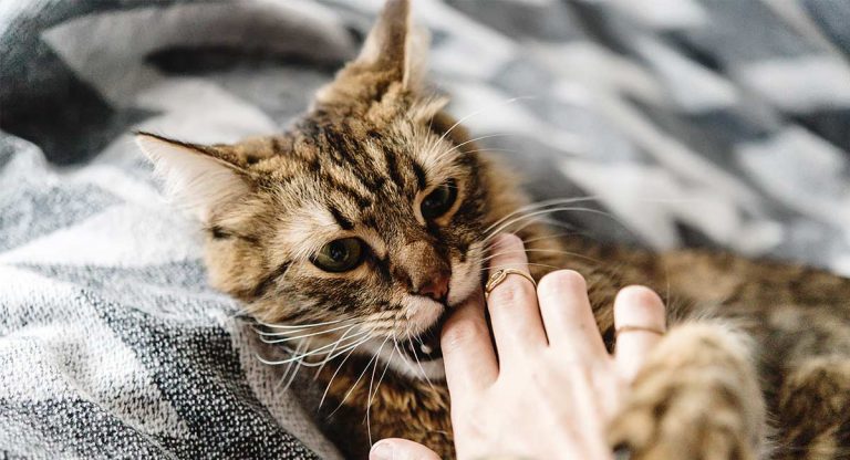tabby cat biting fingers