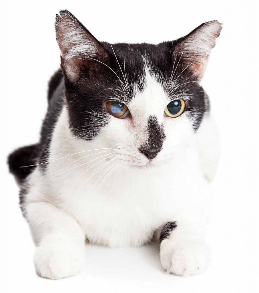 Cataracts In Cats Causes, Diagnosis And Treatment