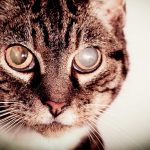 cataracts in cats