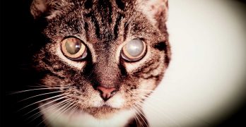 Cataracts In Cats – Causes, Diagnosis And Treatment