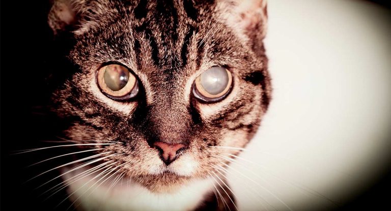 cataracts in cats