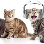 do cats like music