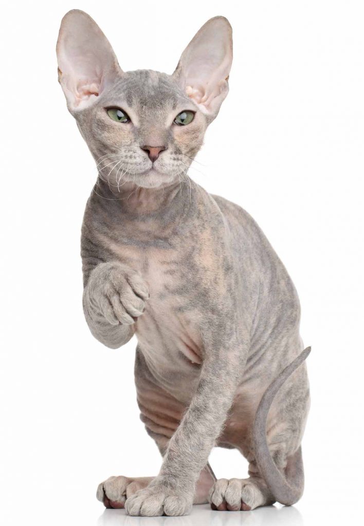 Donskoy Cat Breed Traits and Hairless Cat Care