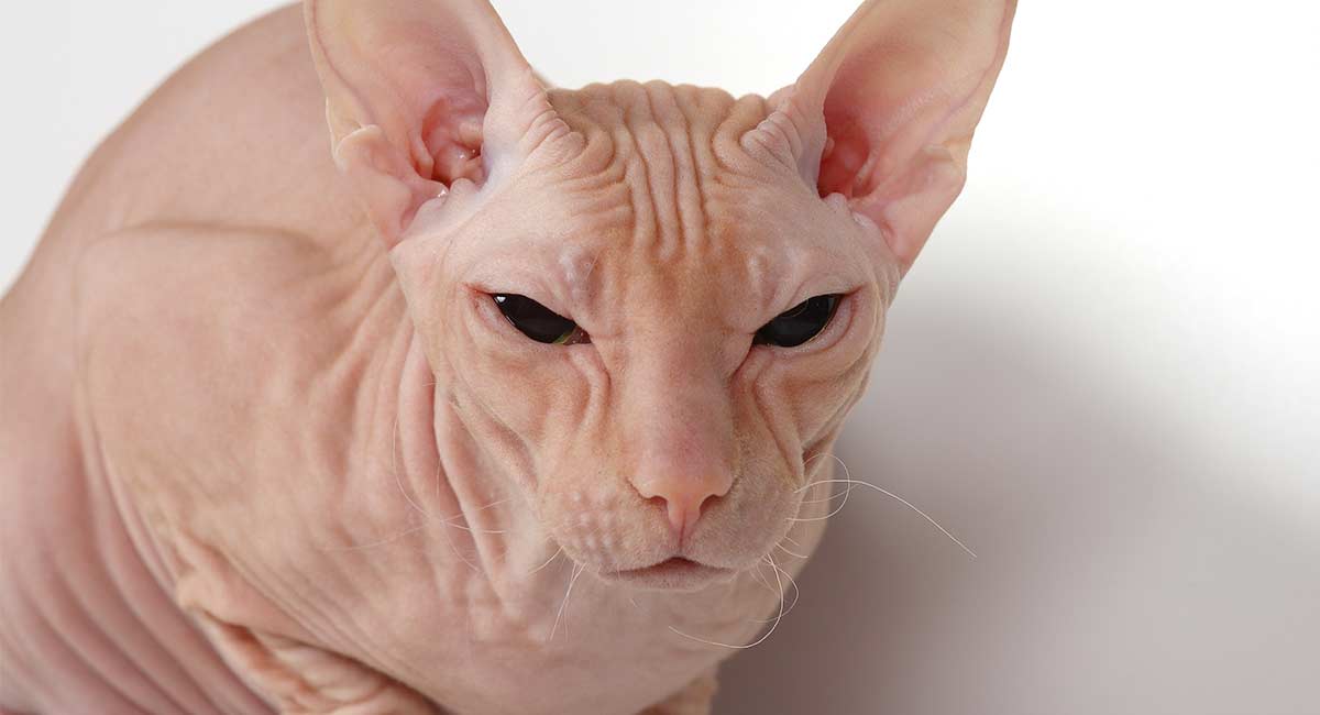 hairless sphynx price