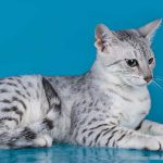 egyptian mau vs bengal