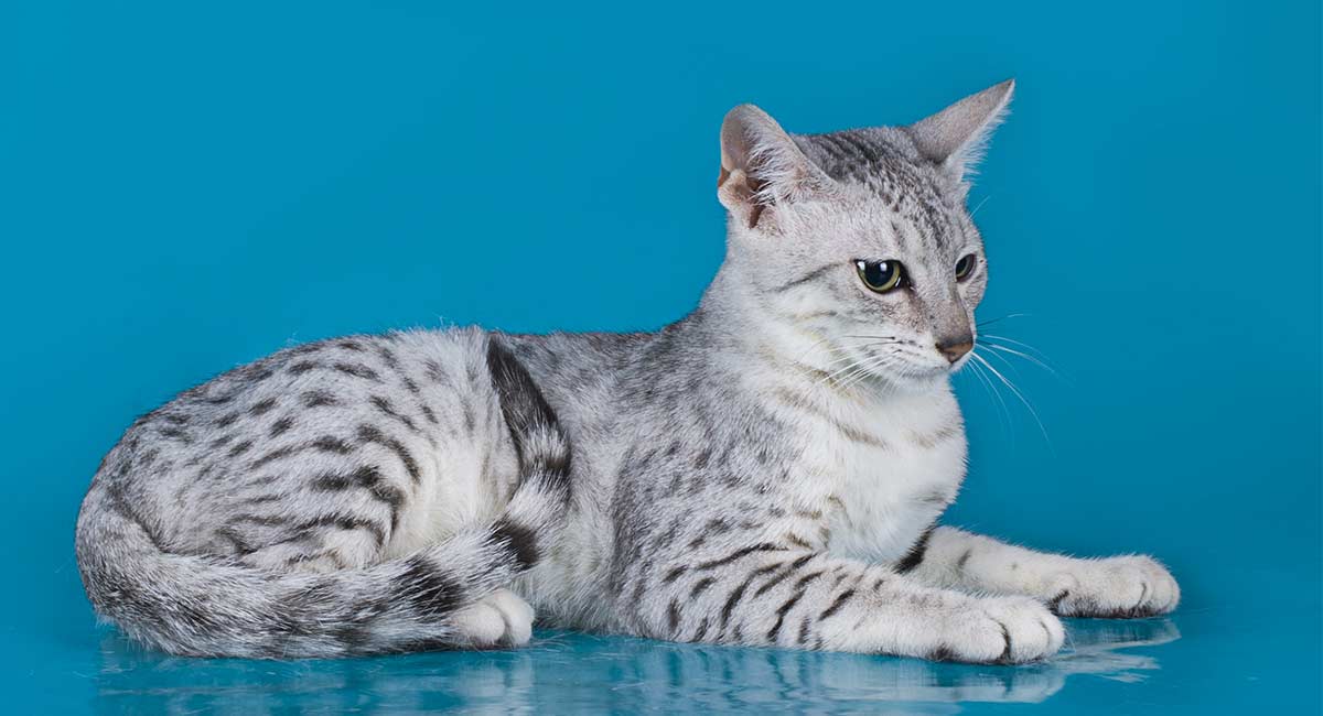 egyptian mau vs bengal