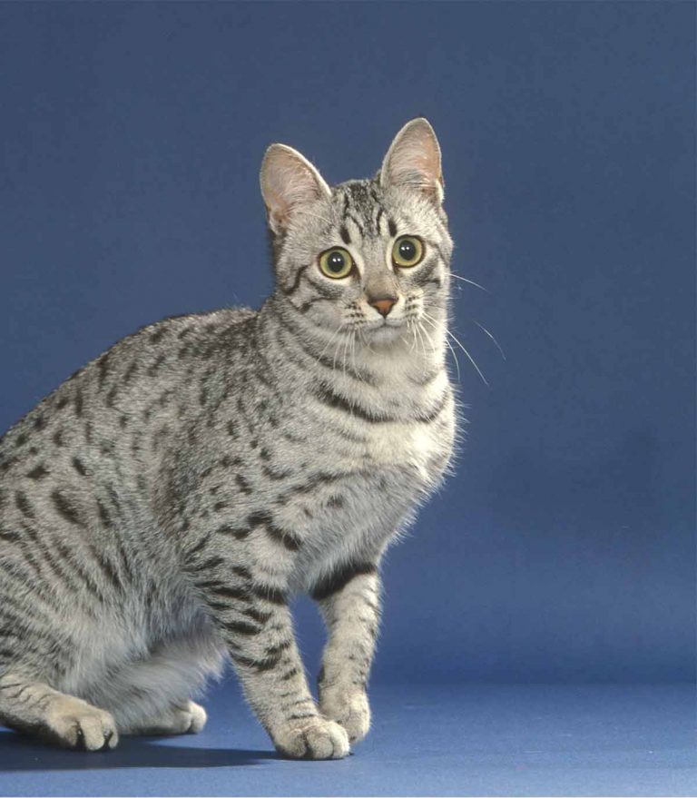 Egyptian Mau Colors From Silver To Bronze, The Patterns and Shades