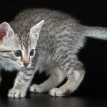 Egyptian Mau lifespan