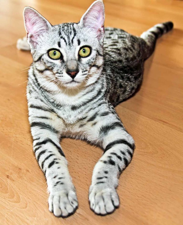 Egyptian Mau Personality What Are Their Kitty Temperament Traits?