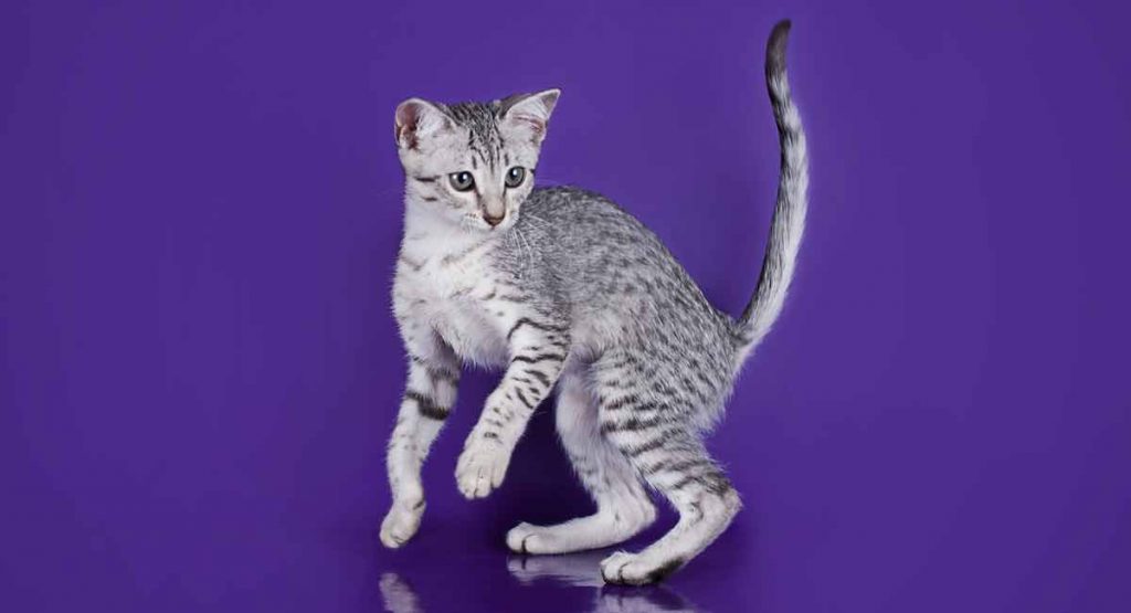 Egyptian Mau Personality - What Are 