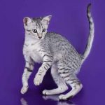What is an Egyptian Mau personality like?