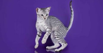 Egyptian Mau Personality – What Are Their Kitty Temperament Traits?