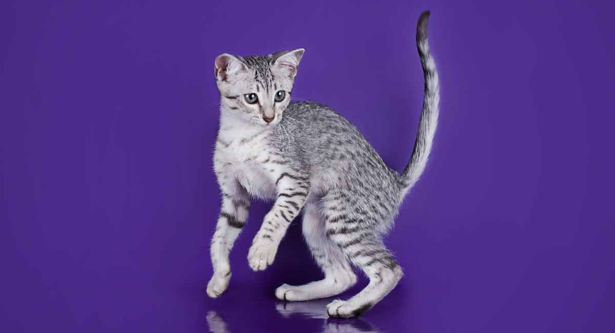 Egyptian Mau Personality What Are Their Kitty Temperament Traits?