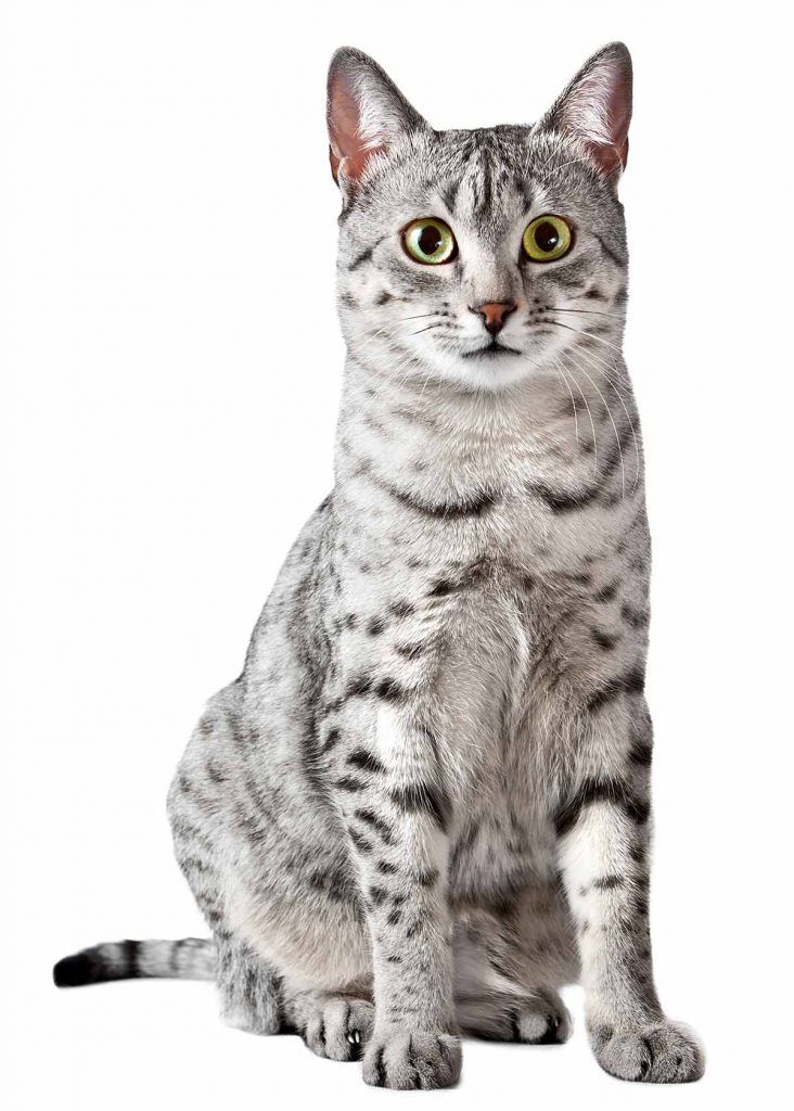 Egyptian Mau Size How Big Do They Grow?