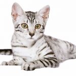 egyptian mau size
