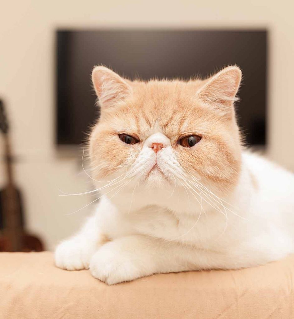 Exotic Shorthair Vs British Shorthair Which Pet Is Best