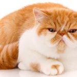 exotic shorthair food