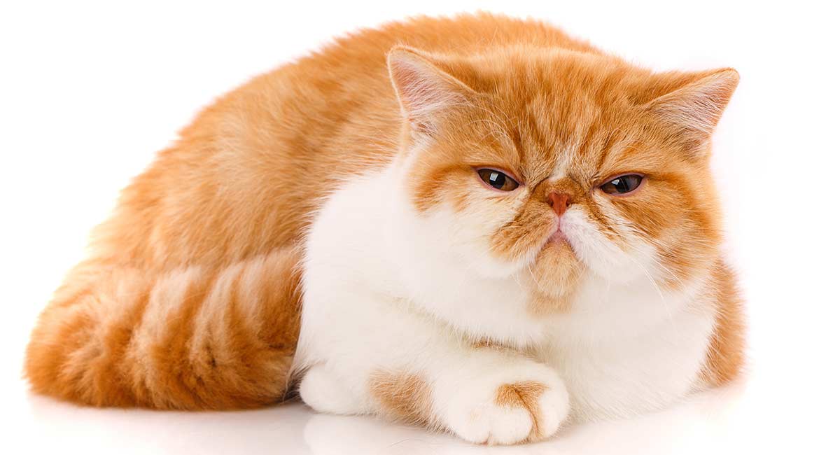 Hasil gambar untuk Exotic Shorthair