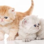 exotic shorthair lifespan