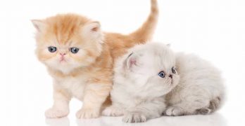 Exotic Shorthair Lifespan and Health Problems