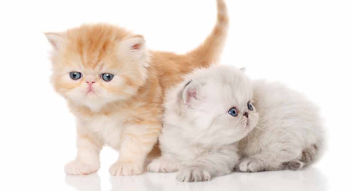 Exotic Shorthair Lifespan And Health Problems