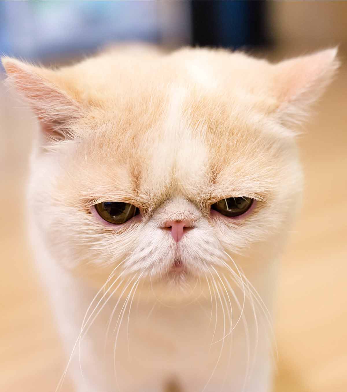 Exotic Shorthair Lifespan and Health Problems