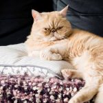 exotic shorthair personality