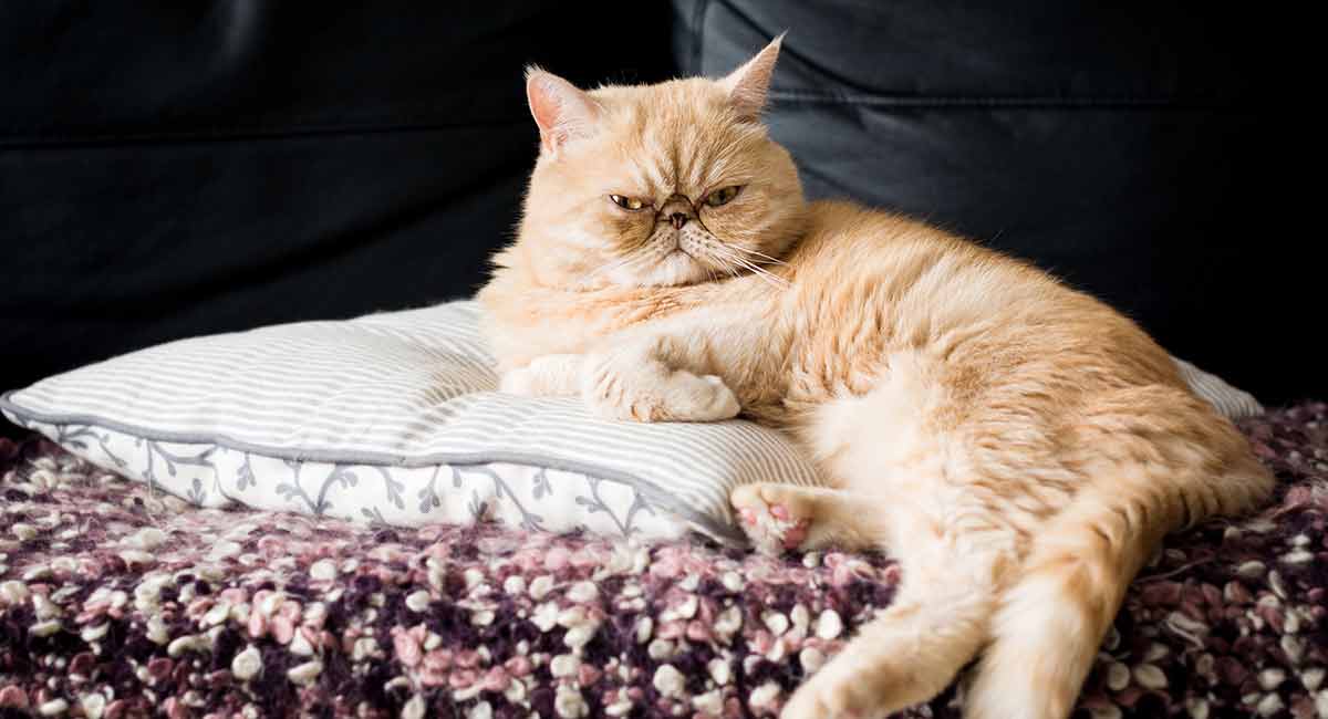 ginger exotic shorthair