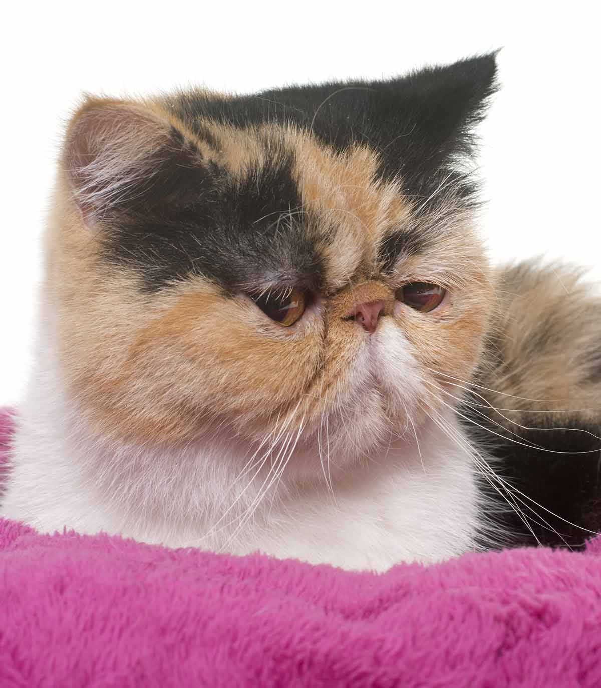 exotic shorthair personality