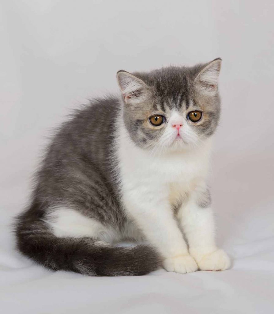 What do you need to know about exotic shorthair shedding?