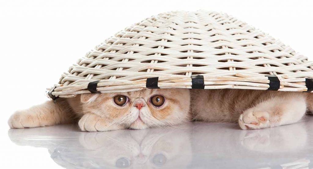 Exotic shorthair shedding may be a concern...