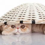Exotic shorthair shedding may be a concern...