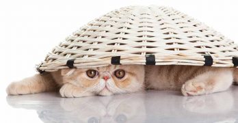 Exotic Shorthair Shedding And Grooming Requirements