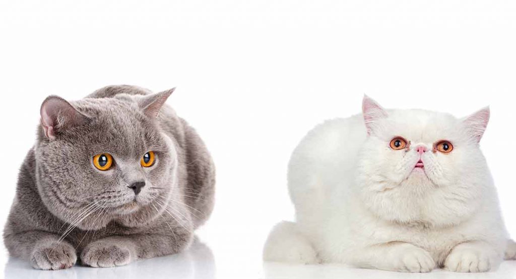 exotic domestic shorthair cats