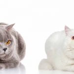 exotic shorthair vs british shorthair