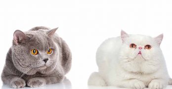 Exotic Shorthair Vs British Shorthair – Which Pet Is Best?