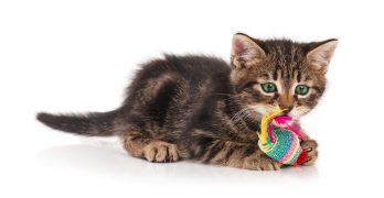 Games For Cats To Play – And Why They’re So Important!