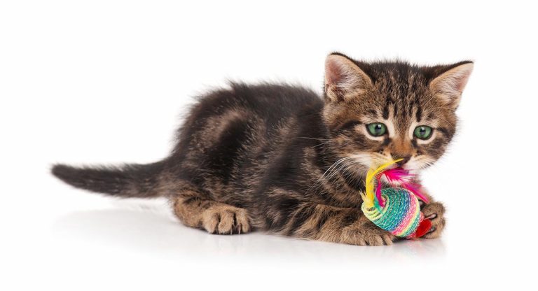 games for cats to play