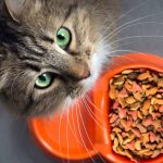 best grain free cat food