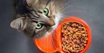 Best Grain Free Cat Food