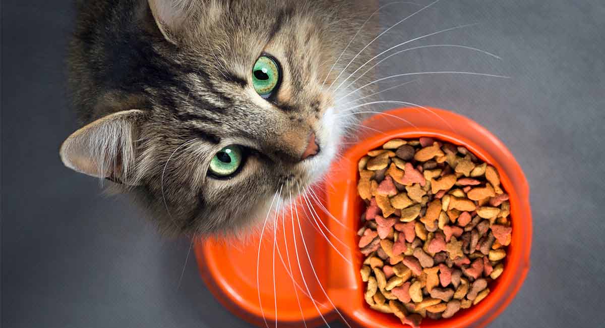 best grain cat food