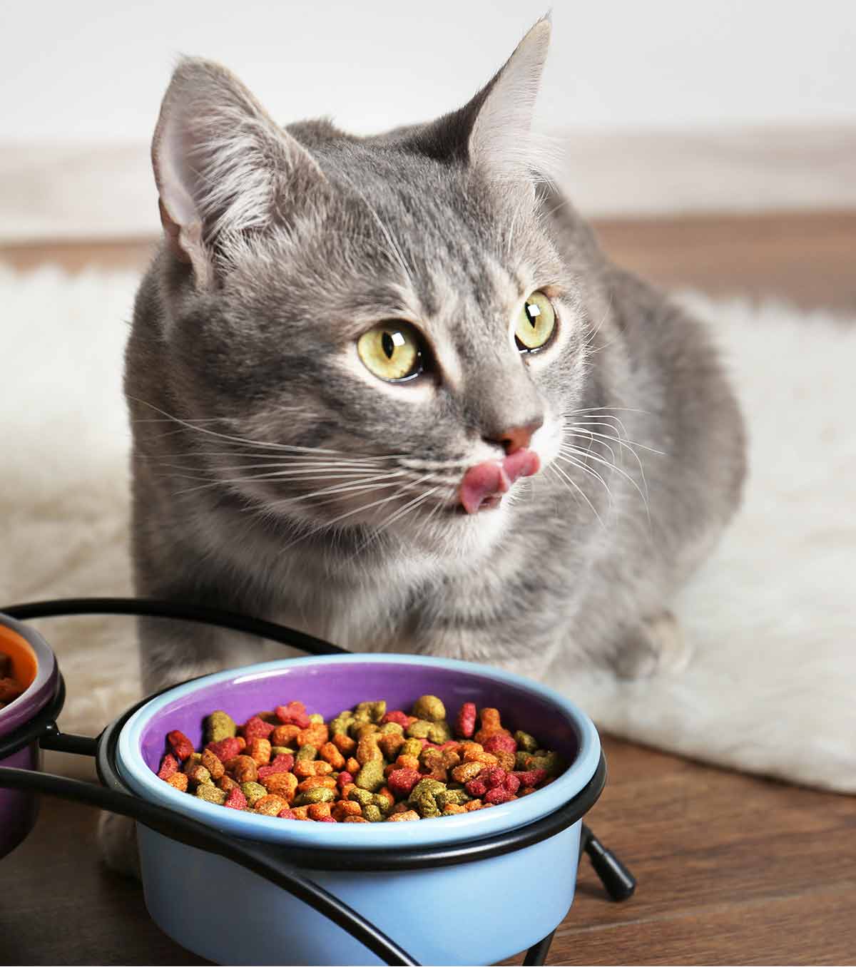 The Best Grain Free Cat Food Which One To Choose And Why the-best-grain-free-cat-food-which-one-to-choose-and-why