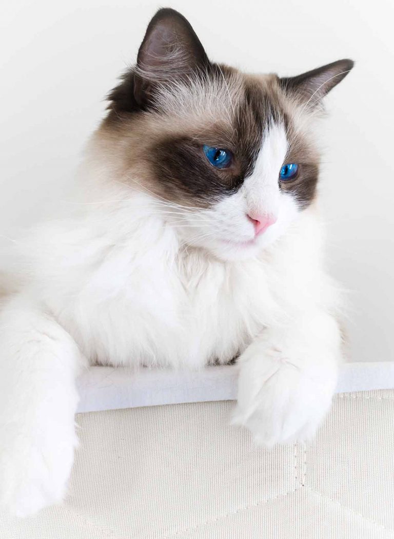 How Big Are Ragdoll Cats Your Ragdoll Size Guide