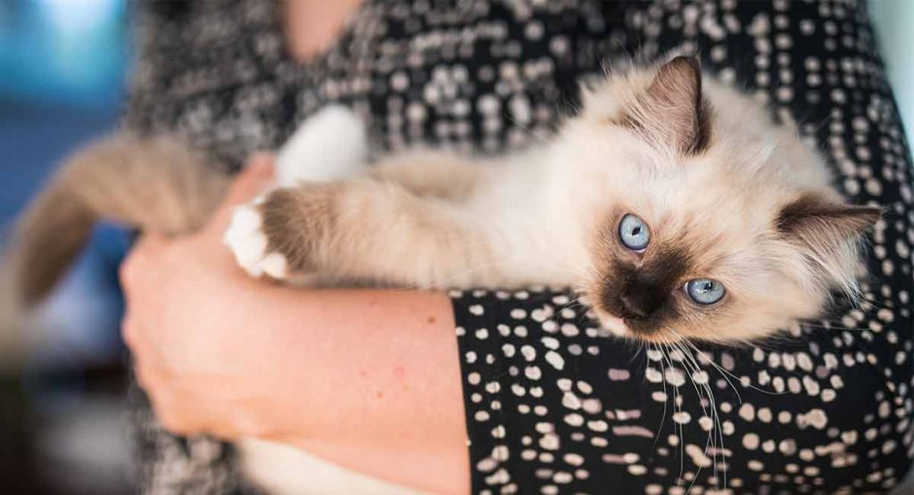 Siamese Kitten Growth Chart