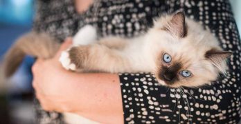 How Big Are Ragdoll Cats – Your Ragdoll Size Guide